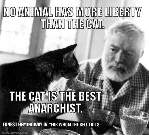 Cat Antichrist
